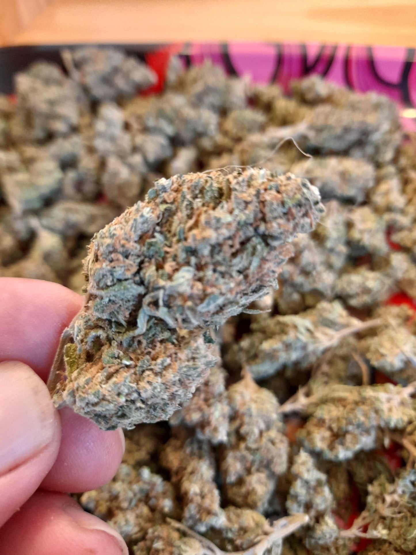 Harlequin - La Symphonie Boisée