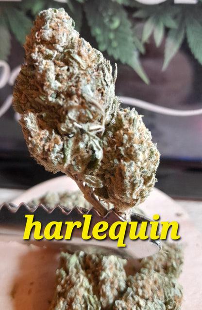 Harlequin - La Symphonie Boisée